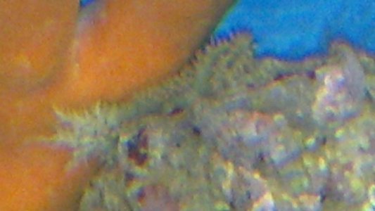 Nudibranch.jpg