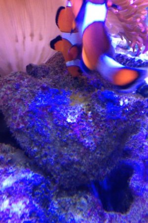 clown egss.jpg