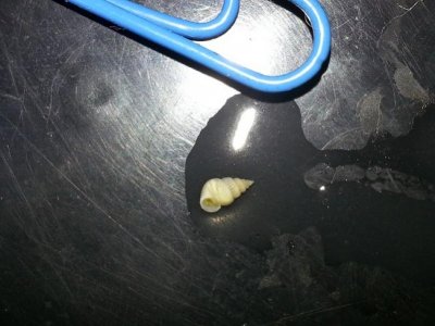 snail1.jpg