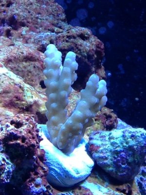 IMG_0417.jpg