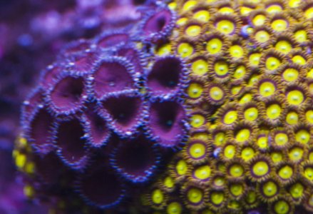 yellopurple.jpg