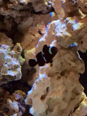 ImageUploadedByTapatalk1391992052.767441.jpg ImageUploadedByTapatalk1391992052.767441.jpg