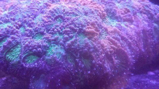 acan.jpg