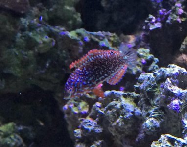LeopardWrasse2014022801.jpg