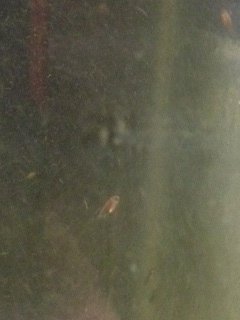 fry day 8..jpg