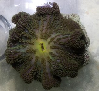 PetcoGigantea2014021202.jpg