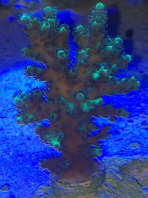 sps id.jpg