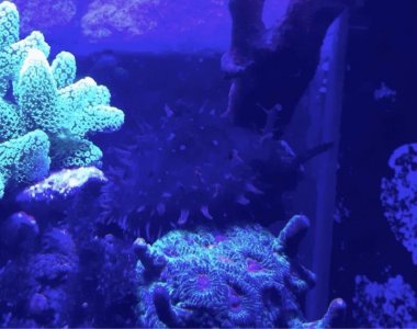 ImageUploadedByTapatalk1392242840.215162.jpg ImageUploadedByTapatalk1392242840.215162.jpg