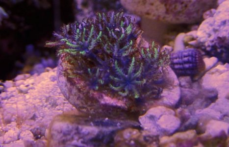 Sympodium.jpg Sympodium.jpg