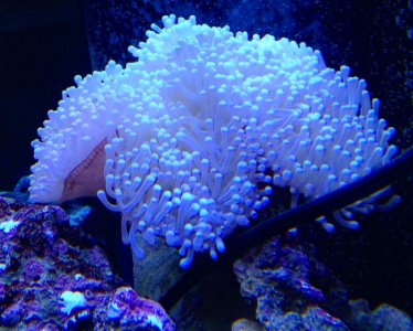 Anemone05.jpg