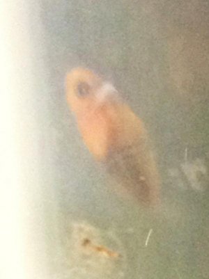 Fry day 10.jpg