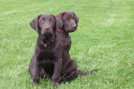 pups.jpg