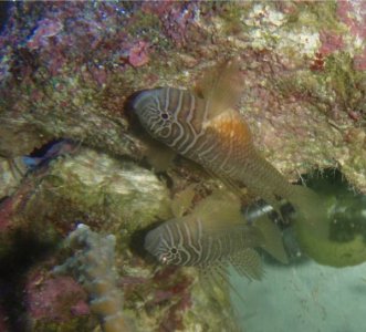 Priolepis ascensionis.jpg