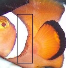 Clown_fish_Gill_issue.jpg