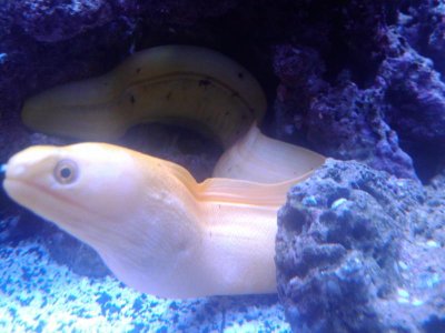 Eel2.jpg