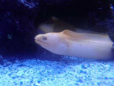 Eel4.jpg