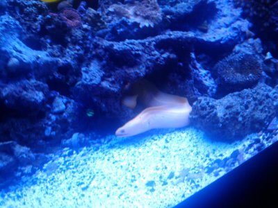 Eel5.jpg