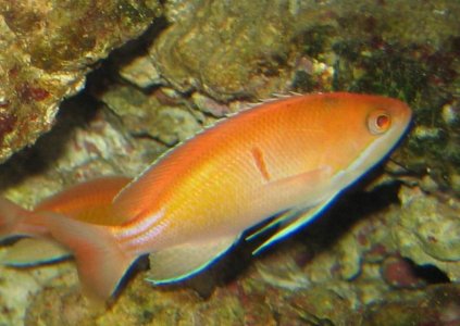 Anthias.jpg