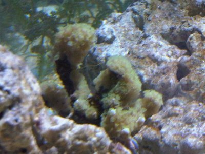 sps-side.jpg