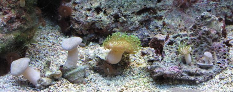 GreenPolyp.jpg