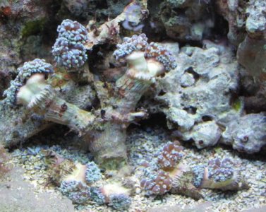 Frogspawn.jpg