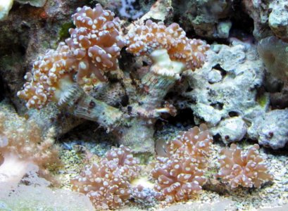 Frogspawn2.jpg
