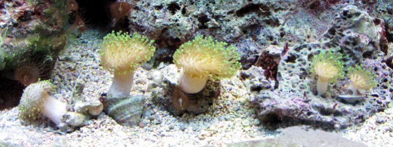 GreenPolyp2.jpg