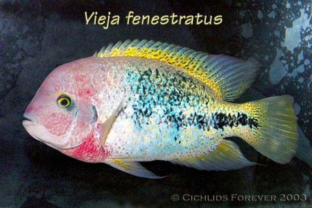 viejafenestratus_cf.jpg