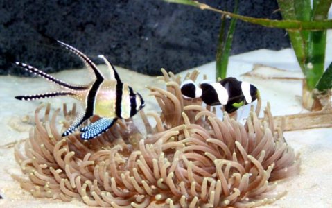 Saddle and bangai.jpg