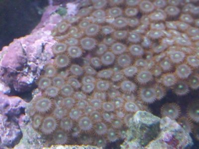 2010_0126clownfish0002.jpg