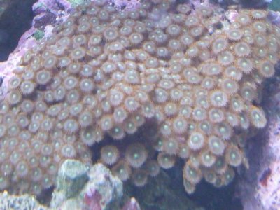 2010_0126clownfish0001.jpg