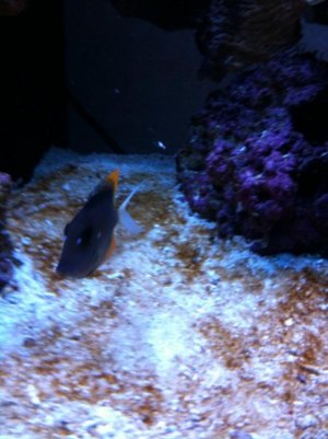 tomini tanh fungus.jpg