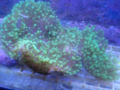 Neon Green Toadstool.jpg