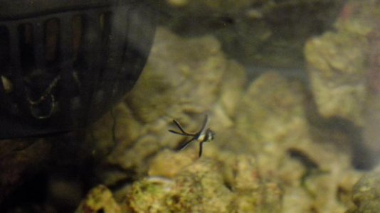 ImageUploadedByTapatalk1393993782.425276.jpg ImageUploadedByTapatalk1393993782.425276.jpg