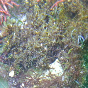 Algae.jpg