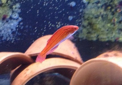 wrasse.jpg wrasse.jpg