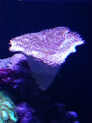 Toadyside.jpg Toadyside.jpg