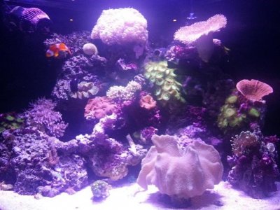 Tank3-14.jpg Tank3-14.jpg