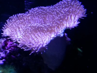 Toadyside2.jpg Toadyside2.jpg