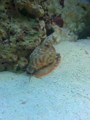 IMG_20140306_214827 (1).jpg