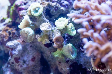 Caulastrea-1.jpg