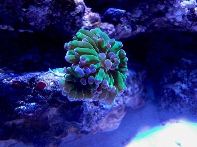 HammerCoral2.jpg