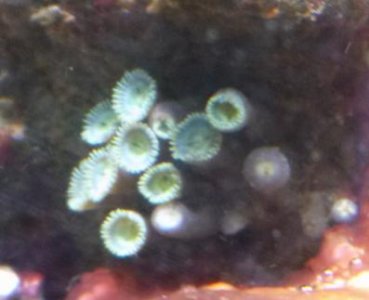 Zoa Polyps.jpg