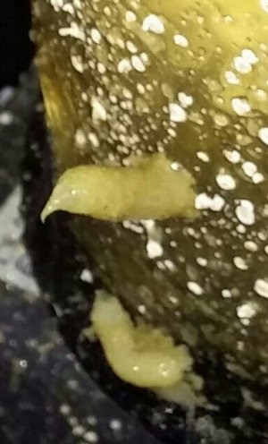 CAM00106-1-1-1.jpg