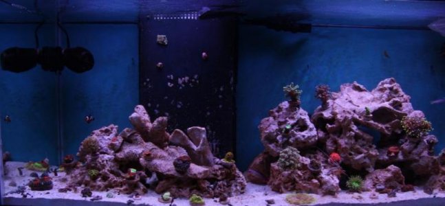 75g pics - cropped n.jpg
