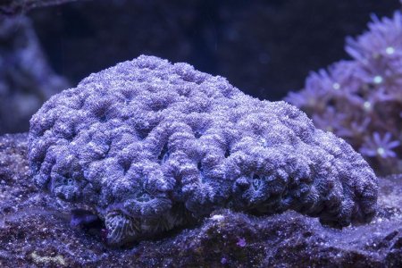 ACAN Acanthastrea echinata (03-04-2014) purchase size.jpg
