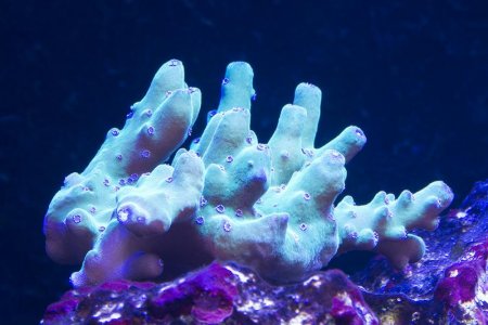 Acropora granulosa (03-04-2014) purchase size.jpg