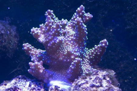 Acropora secale (03-04-2014) purchase size.jpg