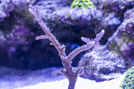 Acropora staghorn (03-04-2014) purchase size.jpg
