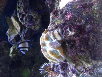 Brain Coral sick.jpg